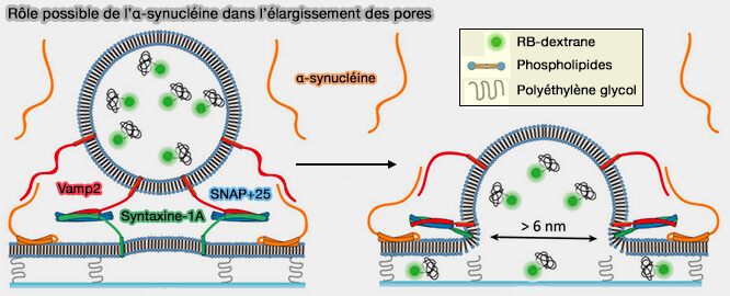 Rôle possible de l’α-synucléine dans l'élargissement des pores de fusion