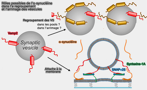 Rôles possibles de l’α-synucléine dans le regroupement et l'amarrage des VS