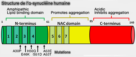 Structure de l'α-synucléine