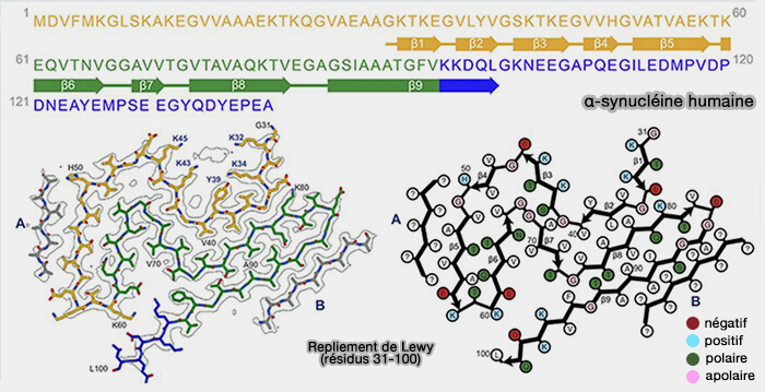 Structure de l'α-synucléine et repliement de Lewy