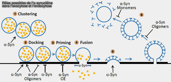 Rôles possibles de l’α-synucléine dans l’exocytose et l’endocytose 