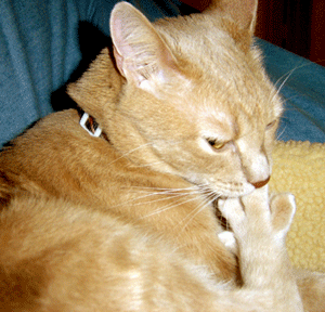 Onychophagie chez le chat