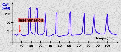 Oscillations du taux de Ca<sup>++</sup> après la fusion du spermatozoïde et de l'ovule