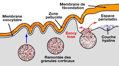 Réaction corticale et membrane de fécondation