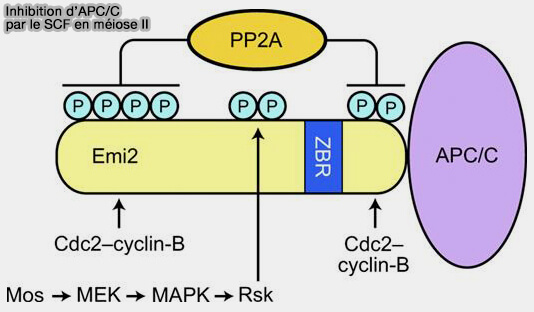 Inhibition d’APC/C par le SCF en méiose II