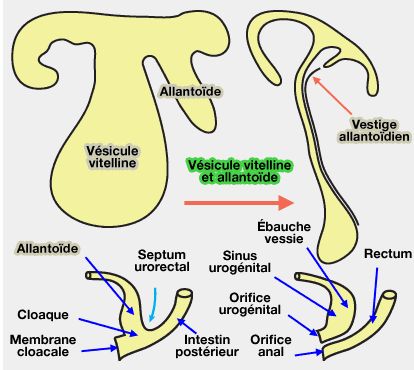 Vésicule vitelline et allantoïde