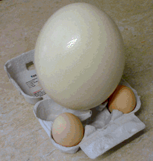 Oeuf d'autruche