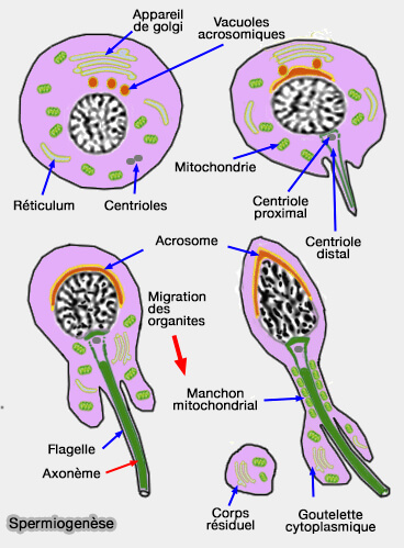 Spermiogenèse