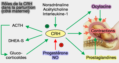 Réflexe de Ferguson