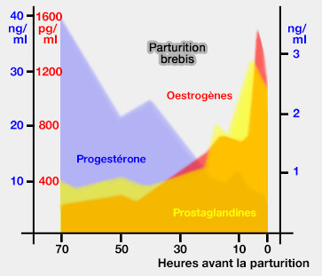 Taux d'oestrogènes, de progestérone et de prostaglandines lors de la parturition chez la brebis