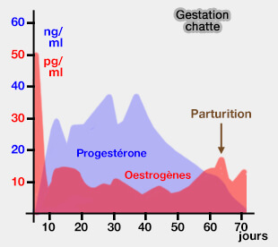 Taux d'oestrogènes et de progestérone lors de gestation chez la chatte