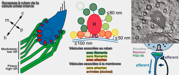 Électromotilité des cellules ciliées externes