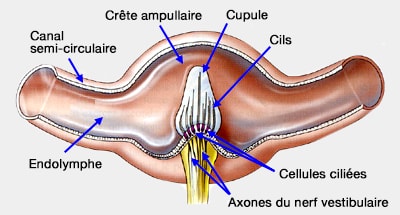 Structure de la crête ampullaire