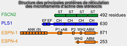 Structure des principales protéines de réticulation
des microfilaments d'actine des stéréocils