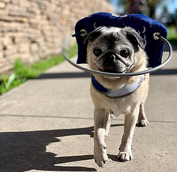 Dispositif pour chien aveugle