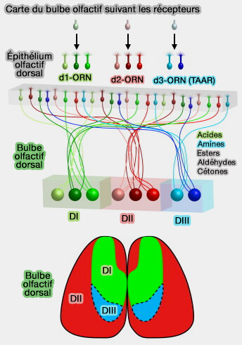 Carte du bulbe olfactif selon les récepteurs