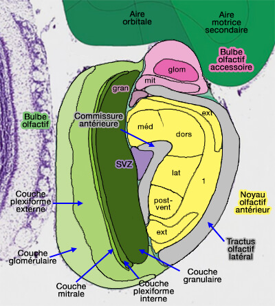 MOB, noyau olfactif antérieur et AOB