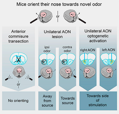 Localisation des odeurs