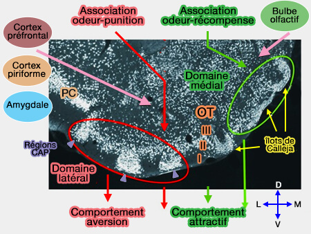 Odeurs et comportements