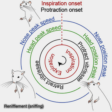 Reniflement(sniffing) de la souris