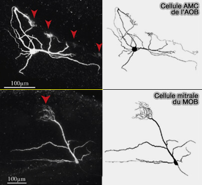 Cellules mitrales de l'AOB et du MOB