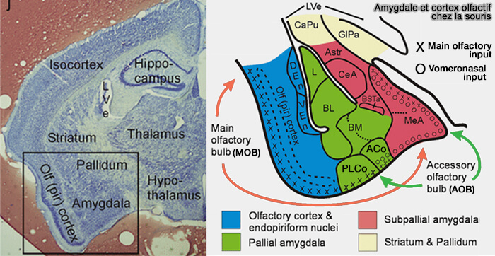 Bulbe olfactif accessoire de la souris (AOB)