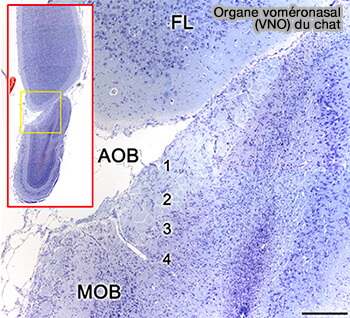 Diagramme simplifié des circuits de l'AOB