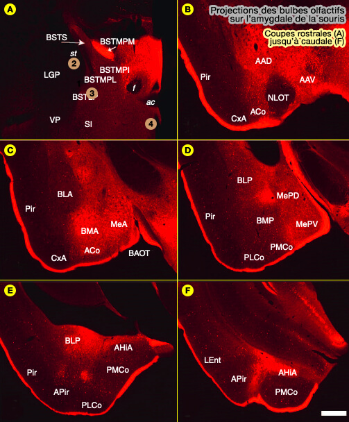 Projections des bulbes olfactifs de la souris