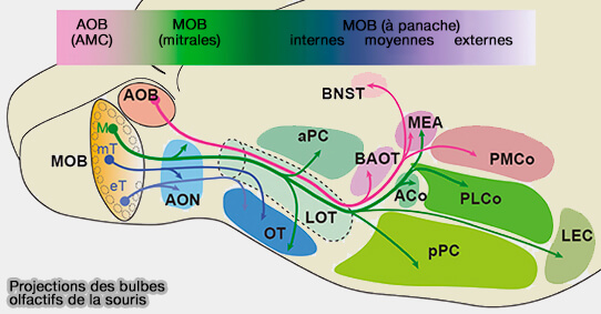 Projections des bulbes olfactifs de la souris