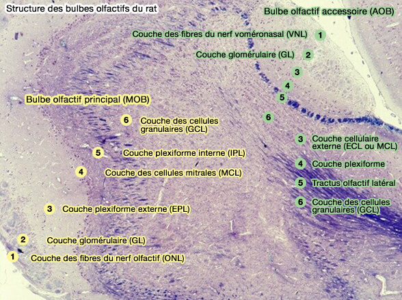 Bulbe olfactif accessoire de la souris (AOB)