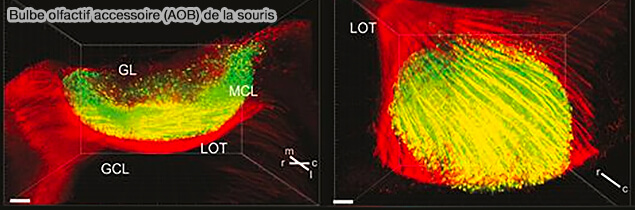 Bulbe olfactif accessoire de la souris (AOB)