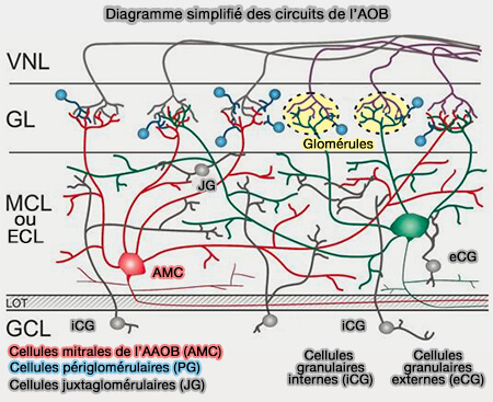 Diagramme simplifié des circuits de l'AOB