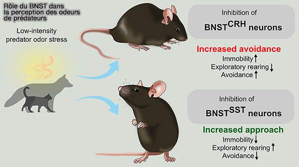 BNST et odeurs de prédateurs