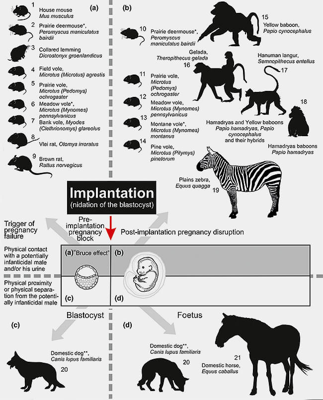 Menace et apaisement