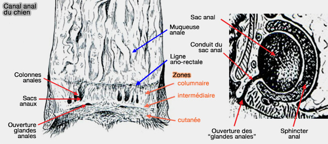 Canal anal du chien