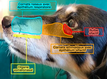 Papilles incisives du chien