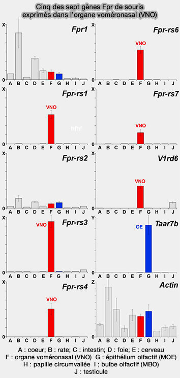 Cinq gènes Fpr de souris du VNO