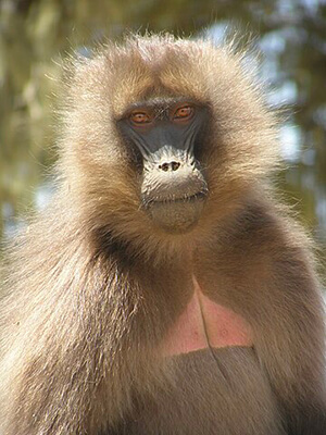 Gelada