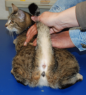 Expulsion du contenu des glandes anales chez le chat