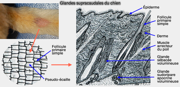Glandes supracaudales du chien