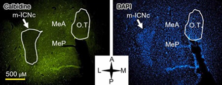 Interactions à longue portée dans le réseau olfactif