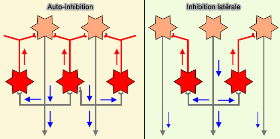 Inhibition olfactive