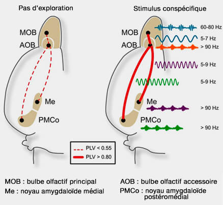 Interactions à longue portée dans le réseau olfactif