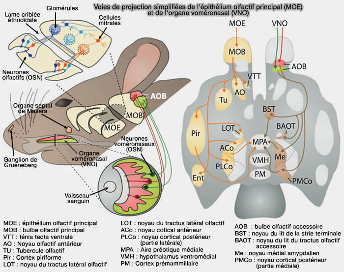 Scientifiques et phéromones