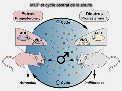 MUP et cycle oestral de la souris