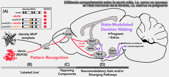 Organisation du territoire du chat