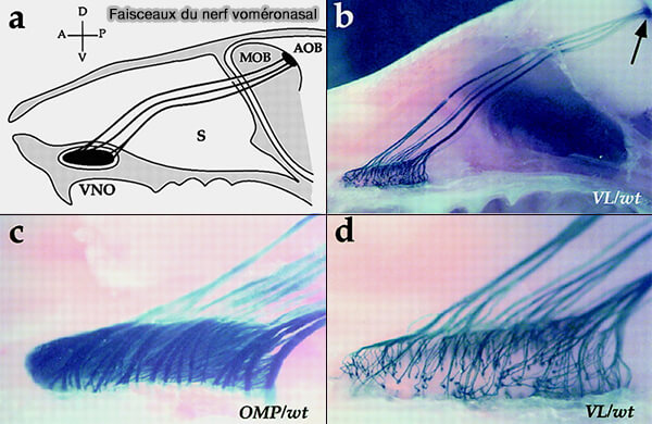 Faisceaux du nerf voméronasal de la souris