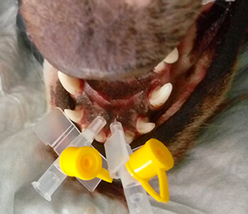 Papilles incisives du chien