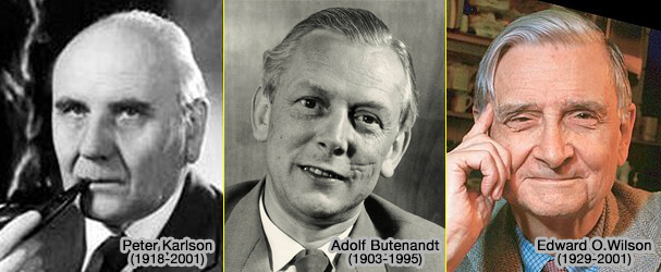 Scientifiques et phéromones