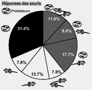 Expulsion du contenu des glandes anales chez le chat